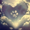 Legacy Pet Crematory gallery