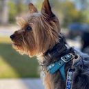 Precious Paws Boutique - Pet Services