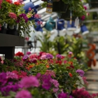 Mahoney's Garden Center