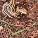 Critter Control - Pest Control Services