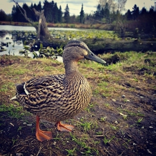 Larsen Lake Blueberry Farm - Bellevue, WA