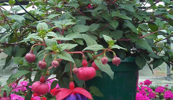 Sue's Flower & Garden Center - Manchester, IA