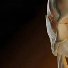 Holt Anatomical