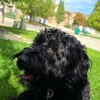 Full House Dog Training gallery