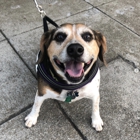 Community Happy Dogs
