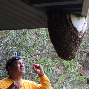 Safe & Alive Bee Hive Removal - San Diego, CA