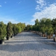 Moon Valley Nurseries