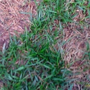 Soto's Gardening & Fence - Gardeners