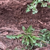Genesis Termite and Pest Control gallery