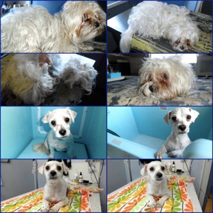 Westlakes Veterinary Hospital - Fennell Bay, NSW