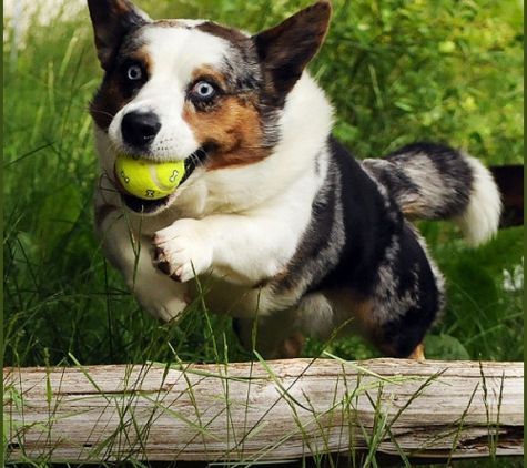 Paws & Fins Pet Shop, Food and Supplies For All Your Pets - Bainbridge Island, WA