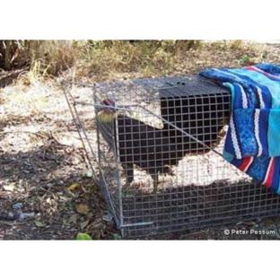 Peter The Possum & Birdman Pty Ltd - Newmarket, QLD