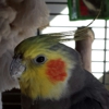 Noah's Pet Motel gallery