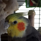 Noah's Pet Motel