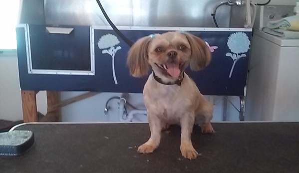 Puppy Luv Grooming - Spring Hill, FL