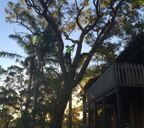 Newcastle Tree Care - Waratah, NSW