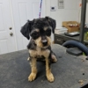 Happy Tails Groom & Board gallery