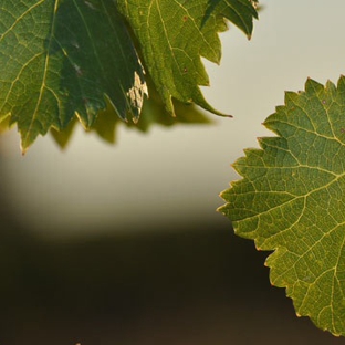 Merbein Vine Nursery - Birdwoodton, VIC