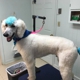 Springwood Pet Boarding And Grooming