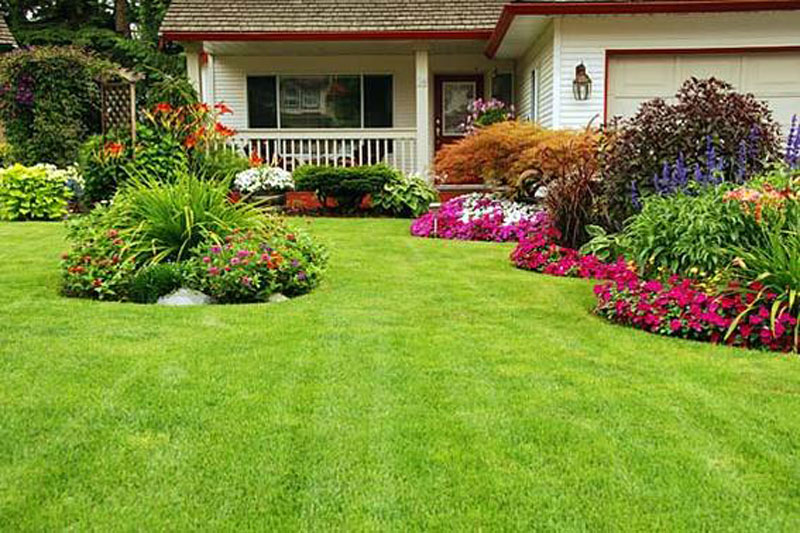 Chris Lambton's tips on how to get the greenest lawn