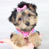 Puppy Heaven-Teacup & Toy Puppies For Sale gallery