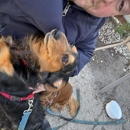 Dog Dash Dog Walking - Pet Services
