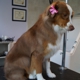 The Dog Pamperer Grooming Salon