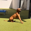 Bayside Pet Resort gallery
