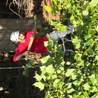 Northside Tree Professionals
