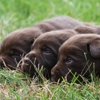 Hidden Pond Labradors gallery