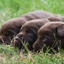 Hidden Pond Labradors - Pet Breeders