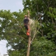 A-TON Tree & Debris