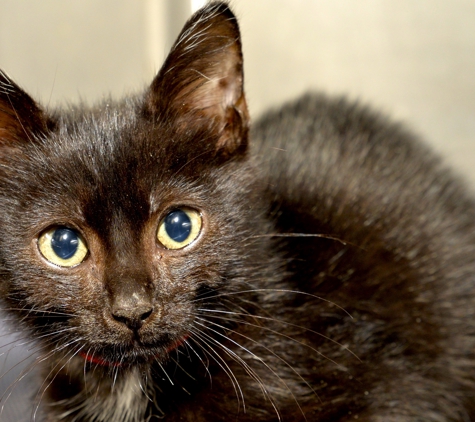 Peggy Adams Animal Rescue League - West Palm Beach, FL