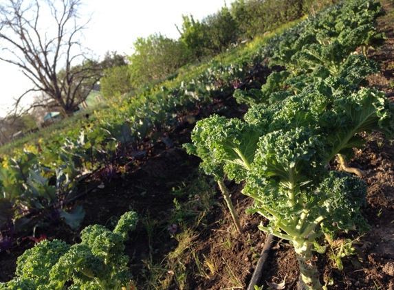 Boggy Creek Farm - Austin, TX