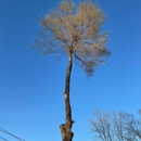 The Bucking Arborists - Tree Service