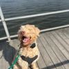 A1DogTraining gallery