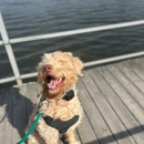 A1DogTraining - Pet Training