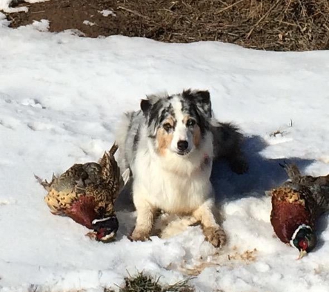 Buddy's Dog School - Harrah, OK