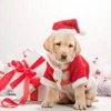 Pet Supply Outlet gallery