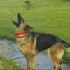 Highlander German Shepherds gallery