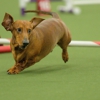 Outdoor Pet Photography gallery
