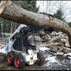 Torcasio Tree Service