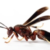 TruNorth Pest Control gallery