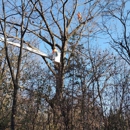 Simo Brothers Tree Service, Inc. - Tree Service