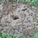 901 Pest Control - Pest Control Services