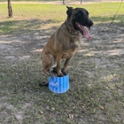 Dog Training Elite West Houston