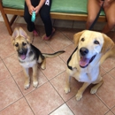 Forest Creek Animal Hospital - Veterinary Clinics & Hospitals