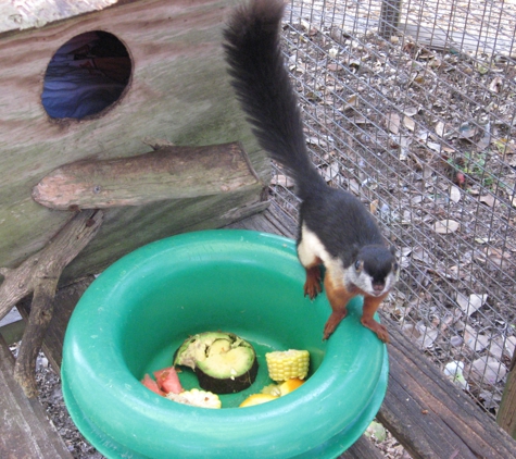 Fallin Pines Critter Rescue - Christmas, FL. "Wrigley", Malaysian Squirrel.