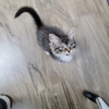 CityVet | Chandler Veterinary & Urgent Care gallery