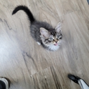 CityVet | Chandler Veterinary & Urgent Care - Pet Services